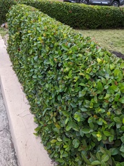 Ixora coccinea