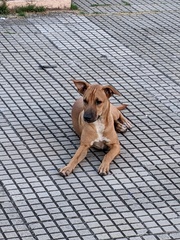 Canis familiaris