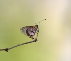 Acraea ranavalona