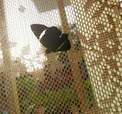 Papilionoidea