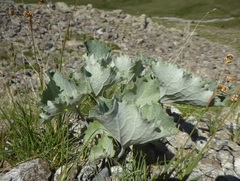 Adenostyles leucophylla