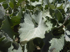 Adenostyles leucophylla