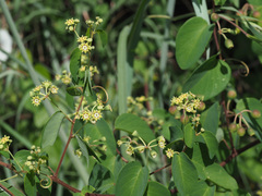 Helinus integrifolius