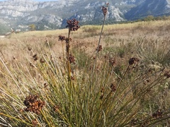 Juncus acutus