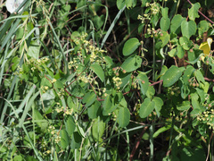 Helinus integrifolius