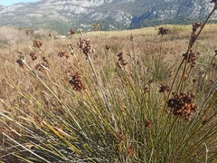 Juncus acutus