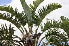 Strelitzia nicolai
