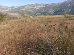 Juncus acutus