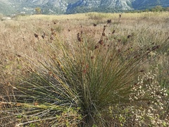 Juncus acutus