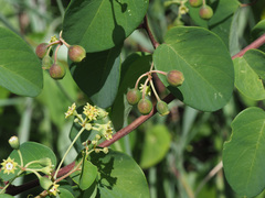 Helinus integrifolius