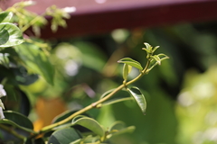 Stephanotis floribunda