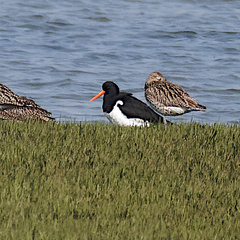 Haematopus ostralegus