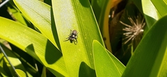 Phiale roburifoliata