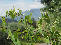 Helinus integrifolius