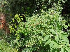 Helinus integrifolius