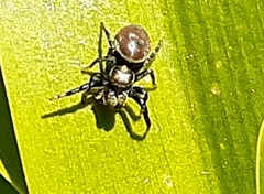 Phiale roburifoliata