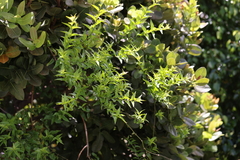 Jasminum multipartitum