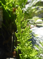 Cryptogramma crispa