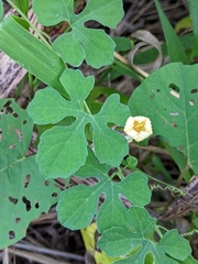 Momordica charantia