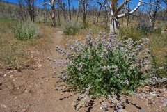 Malacothamnus orbiculatus