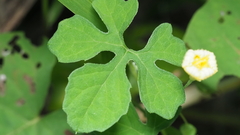 Momordica charantia