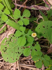 Momordica charantia