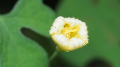 Momordica charantia