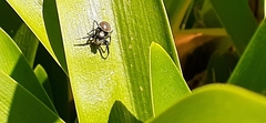 Phiale roburifoliata