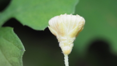 Momordica charantia