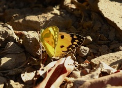 Colotis calais crowleyi
