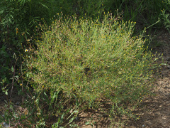 Schkuhria pinnata