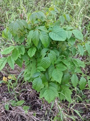 Magnoliopsida