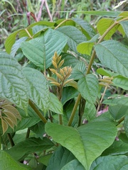 Magnoliopsida