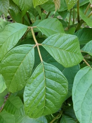 Magnoliopsida