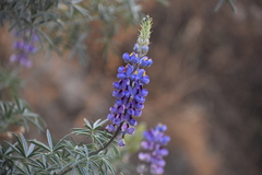 Lupinus