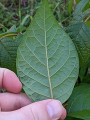 Magnoliopsida