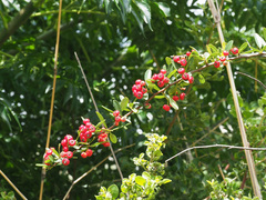 Pyracantha angustifolia