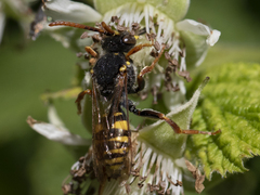 Nomada marshamella