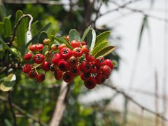 Pyracantha angustifolia