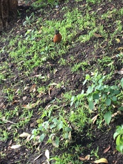 Turdus migratorius