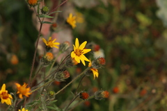 Simsia