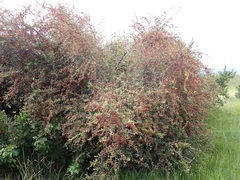 Pyracantha angustifolia