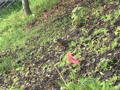 Turdus migratorius