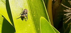 Phiale roburifoliata