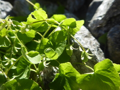Viola biflora