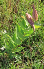 Asclepias viridis