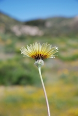 Malacothrix californica