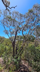 Eucalyptus piperita