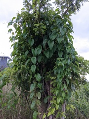 Anredera cordifolia