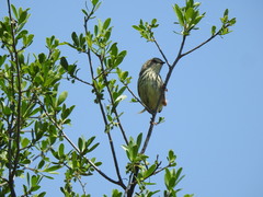 Prinia hypoxantha